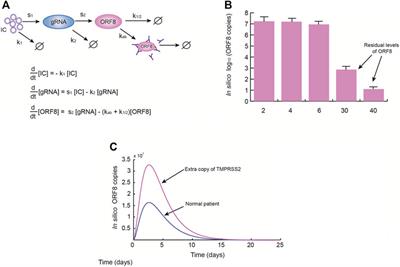 ORF8 and Health Complications of COVID-19 in Down Syndrome Patients